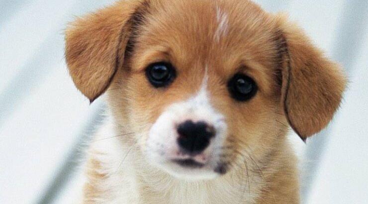 Tο πρώτο διάταγμα για σκύλο από κυπριακό δικαστήριο 