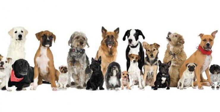 Μέρα Υιοθεσίας: Παγκόσμια Μέρα Στείρωσης