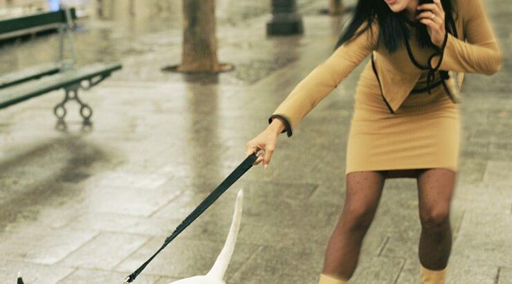 Πες μου τον σκύλο σου, να σου πω ποια είσαι