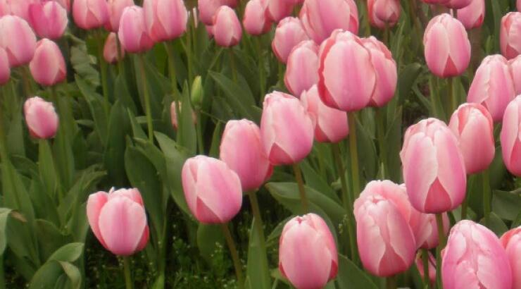 Στην Κύπρο έχουμε και φεστιβάλ τουλίπας