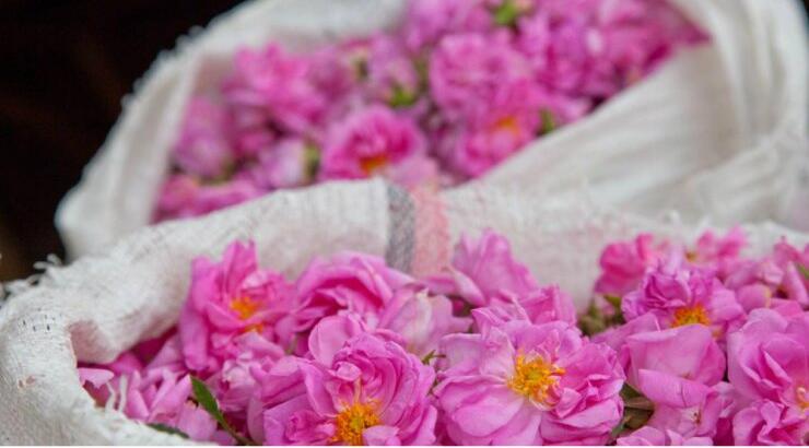 Ο Αγρός ετοιμάζεται για τη 13η Γιορτή Τριαντάφυλλου