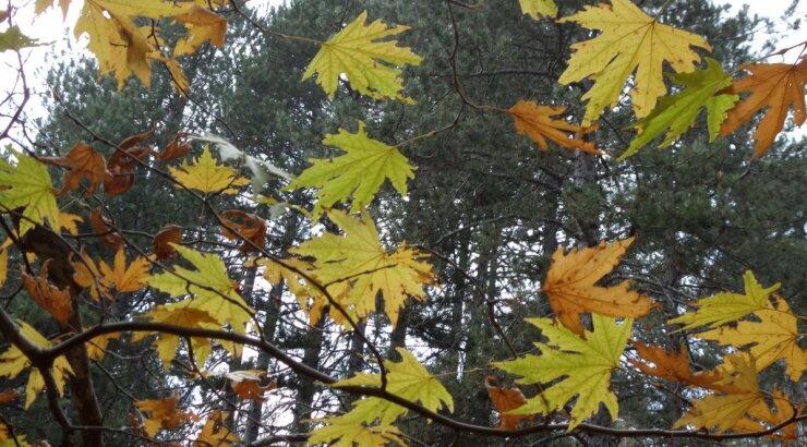 Περιπατητικό φεστιβάλ από τον ΚΟΤ 