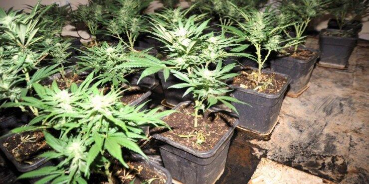 Χασισοφυτεία με περισσότερα από 1600 δενδρύλλια