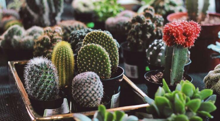 Μια έκθεση για κάκτους, παχύφυτα, βιολογικά και βότανα στη Λευκωσία