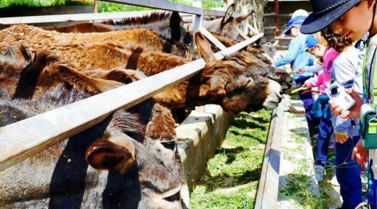 Ένα φεστιβάλ με Βότανα και Γαϊδουράκια