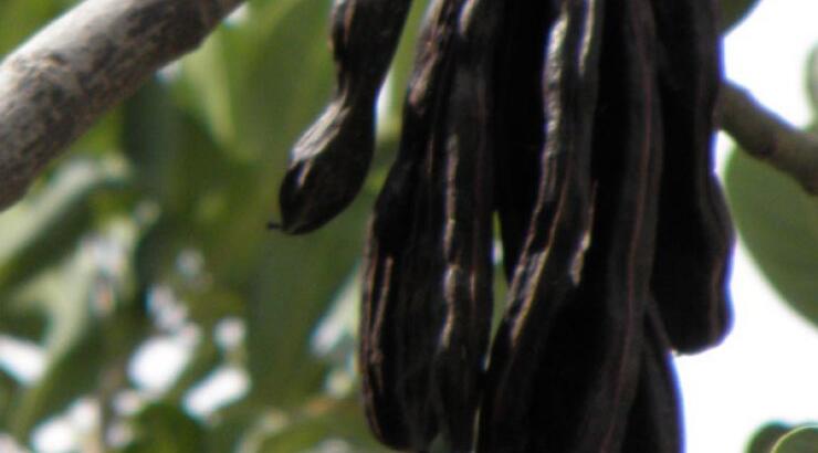 Έρχεται το Φεστιβάλ Χαρουπιού στα Λατσιά