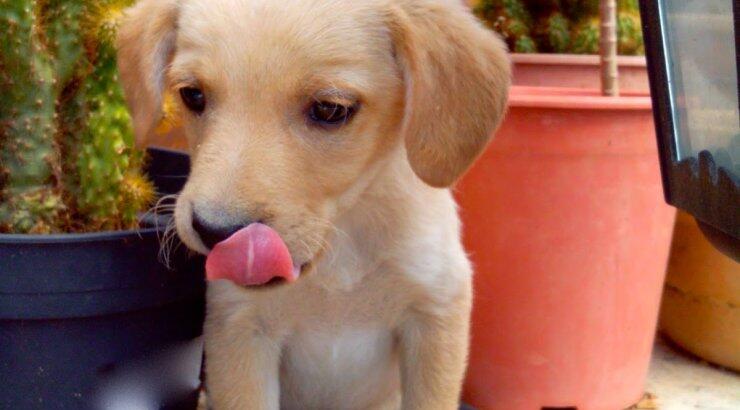 Κάθε πότε πρέπει να πλένουμε τα μπολ του σκύλου & της γάτας;    