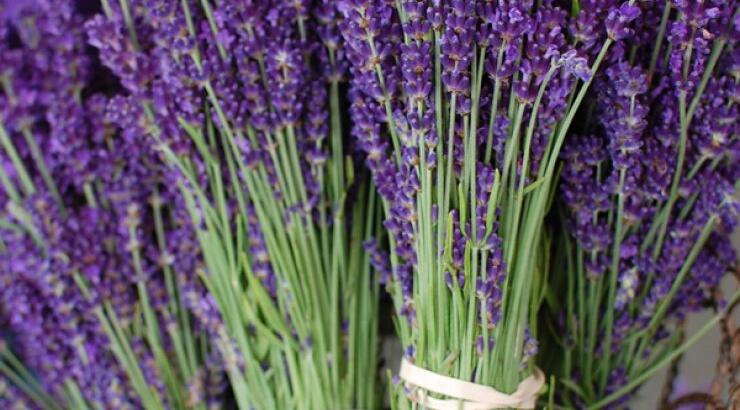 Μυρίζουμε τη λεβάντα των Πλατρών [την Πρωτομαγιά]