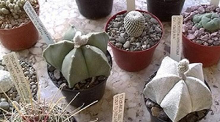 Έκθεση κάκτων και παχυφύτων στο Πάρκο Ακρόπολης