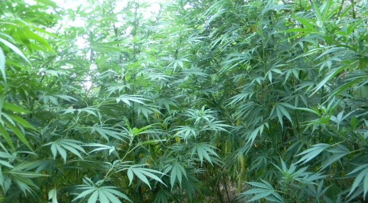 Η Αλάσκα νομιμοποίησε την κάνναβη για ψυχαγωγική χρήση 