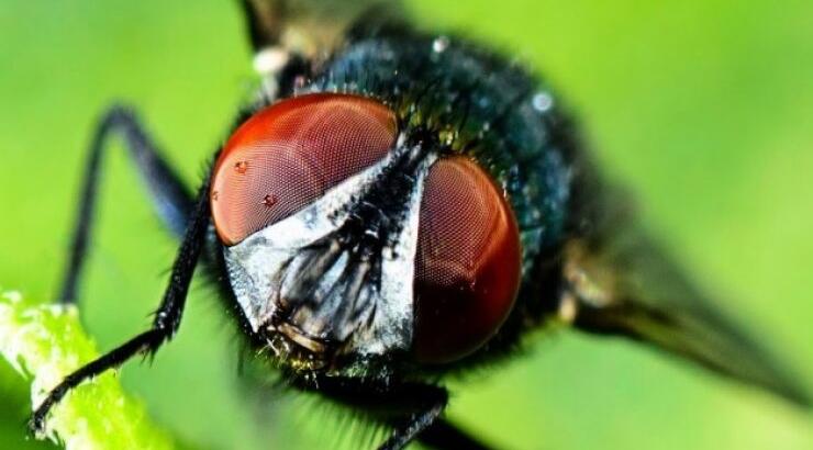 Οι μύγες νιώθουν φόβο και άλλα συναισθήματα