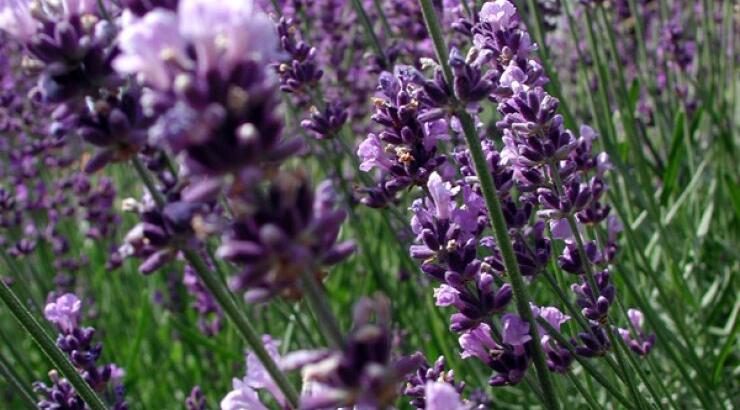 Έρχεται το 5ο Φεστιβάλ Λεβάντας στο Αυγόρου