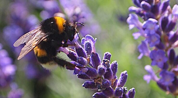 Οι Πλάτρες ετοιμάζονται για το 1ο Φεστιβάλ Λεβάντας 