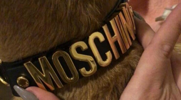 Απίστευτο! Δείτε πως φόρεσε επώνυμη Κύπρια αξεσουάρ του σκύλου της! [εικόνα & βίντεο]