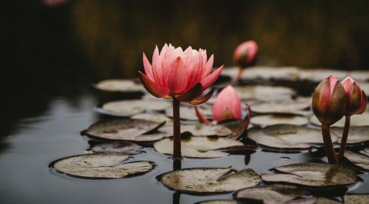 Εσύ το ήξερες πως υπάρχει στη Λευκωσία λίμνη με νούφαρα που μπορείς να επισκεφθείς; 