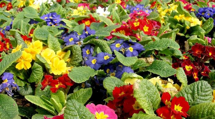 Στις 9 του μήνα η γιορτή των λουλουδιών [Ανθεστήρια στον Πρωταρά]