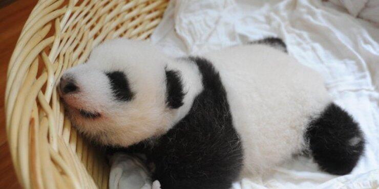 Πέθανε το ένα από τα δίδυμα Πάντα στην Ουάσινγκτον