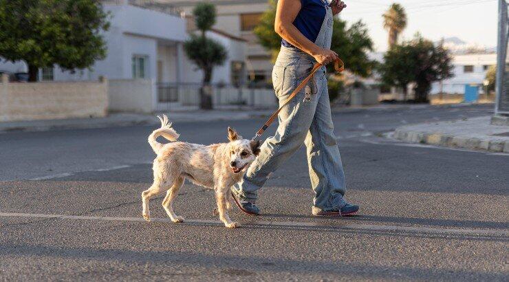 Οικολογικές συμβουλές για κατοικίδια!