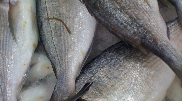 Πήγε για τσιπούρες και ψάρεψε …σφαίρες!