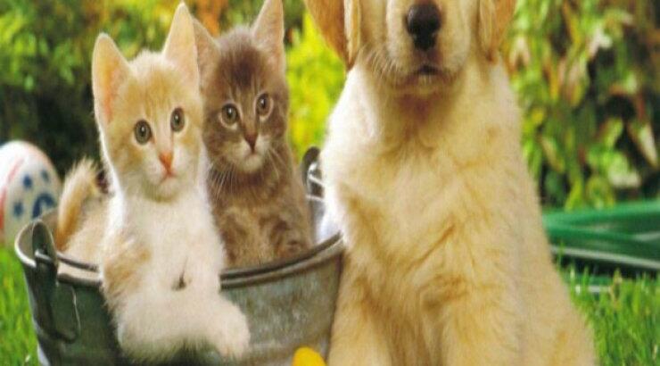 Μέρα Υιοθεσίας από τον P.A.W.S