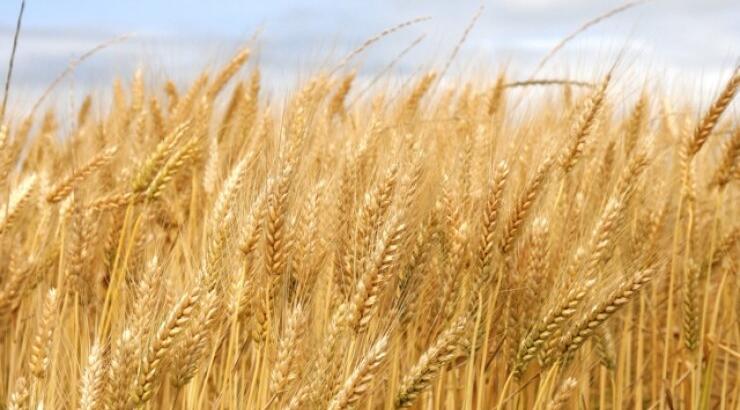 Στα δημητριακά κρύβεται το μυστικό της μακροζωίας