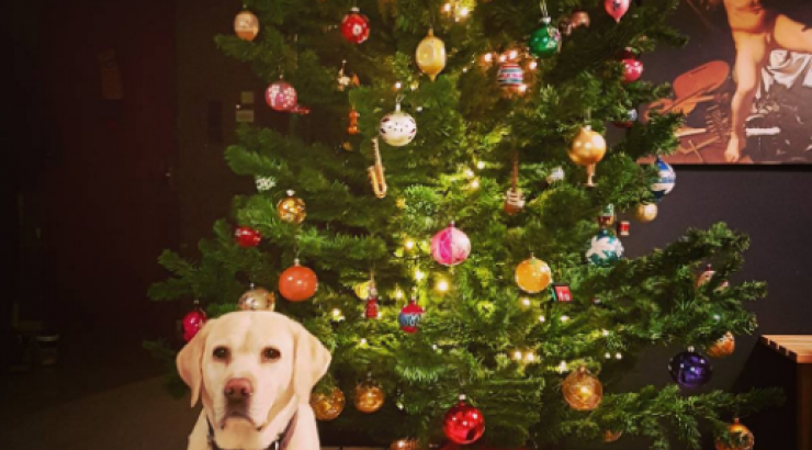 Το χριστουγεννιάτικο δέντρο λαμπερού ζευγαριού της ελληνικής showbiz!