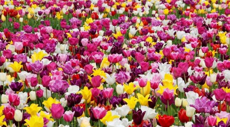 Έχει και η τουλίπα το φεστιβάλ της!