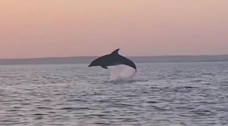Δελφίνι απολαμβάνει βουτιές στην παραλία Μακένζυ στη Λάρνακα - Εντυπωσιακό βίντεο