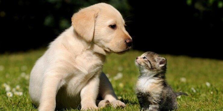 Επισήμως πολιτικό κόμμα το 