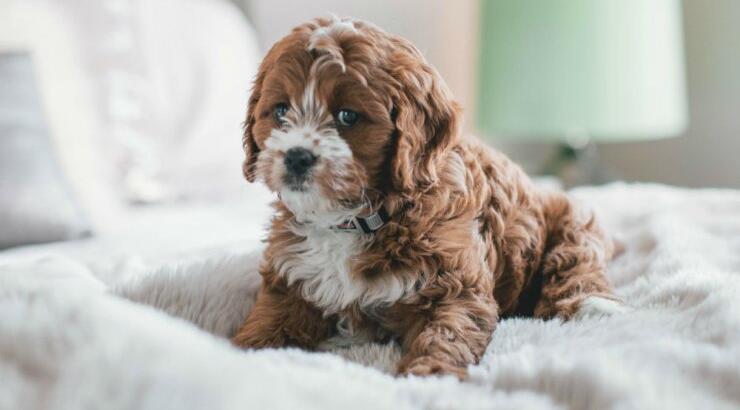 Τι προβλέπουν τα ζώδια για την Τρίτη 12 Ιανουαρίου 2021; 