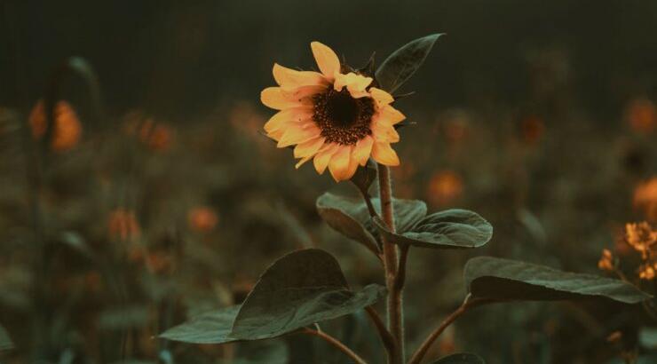 Τι προβλέπουν τα ζώδια για την Κυριακή 18 Οκτωβρίου 2020; 