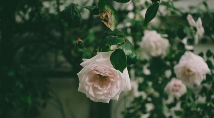 Τι προβλέπουν τα ζώδια για την Τετάρτη 17 Ιουλίου 2019;