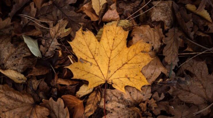 Τι προβλέπουν τα ζώδια για το Σάββατο 30 Νοεμβρίου 2019;