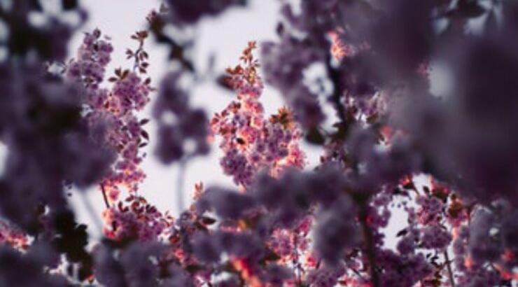 Τι προβλέπουν τα ζώδια για την Πέμπτη 2 Μαΐου 2019;