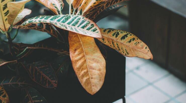 Τι προβλέπουν τα ζώδια για το Σάββατο 25 Ιανουαρίου 2020;