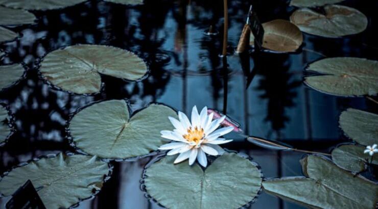 Τι προβλέπουν τα ζώδια για την Πέμπτη 16 Οκτωβρίου 2019;