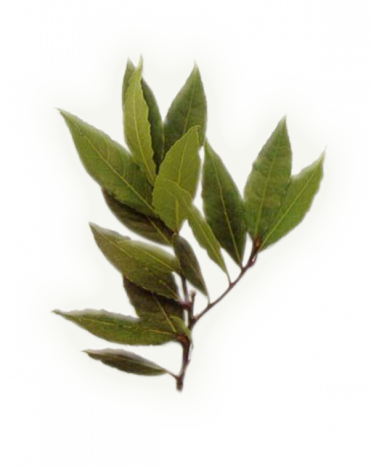 Δαφνέλαιο: Πώς ωφελεί τα μαλλιά μας;