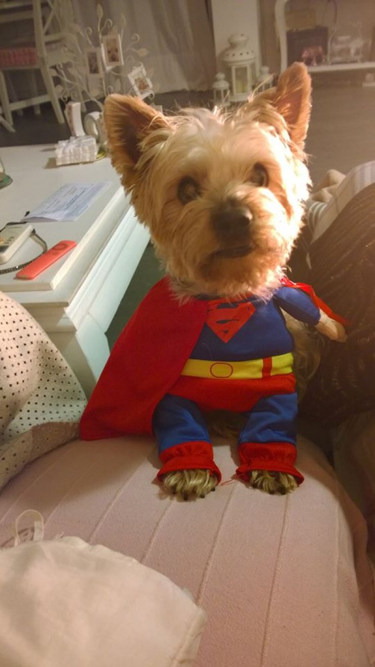 Ποια Κύπρια παρουσιάστρια έντυσε το σκυλάκι της Superman