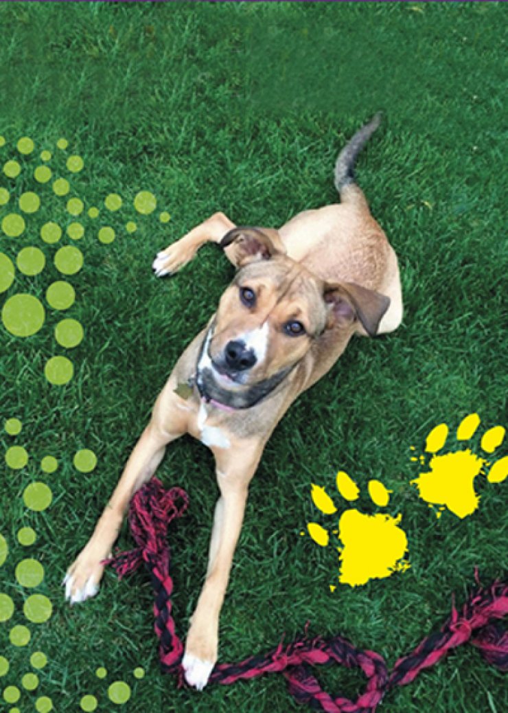 Pet & Family Fun Day [και φέτος στη Λευκωσία]