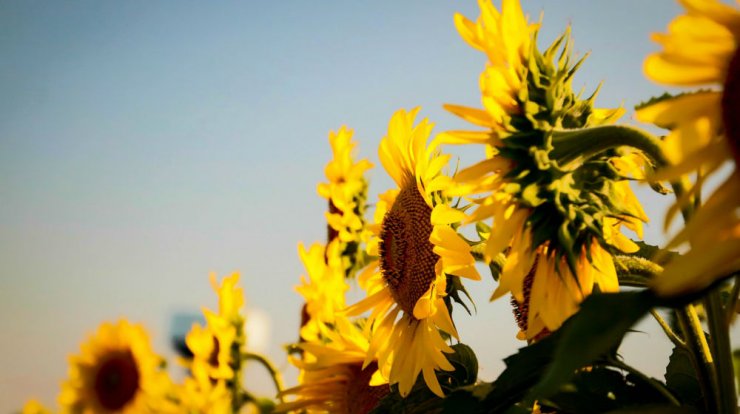 Τι προβλέπουν τα ζώδια για την Κυριακή 22 Σεπτεμβρίου 2019;