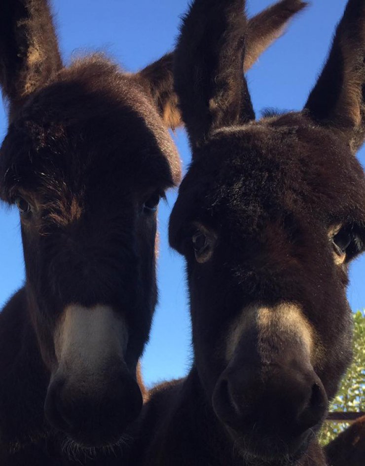 Κι αυτήν την Κυριακή θα περάσουμε υπέροχα στη φάρμα