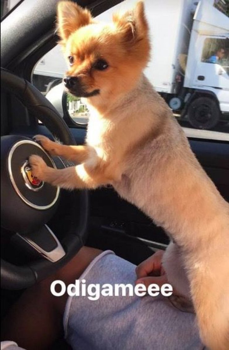 Ποιου Kύπριου διεθνή ποδοσφαιριστή και της συντρόφου του οδηγάει ο σκύλος τους;