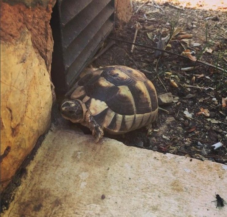 Ποιο επώνυμο ζευγάρι της Κύπρου έχουν για κατοικίδιο στον Πρωταρά αυτή την τεράστια χελώνα;