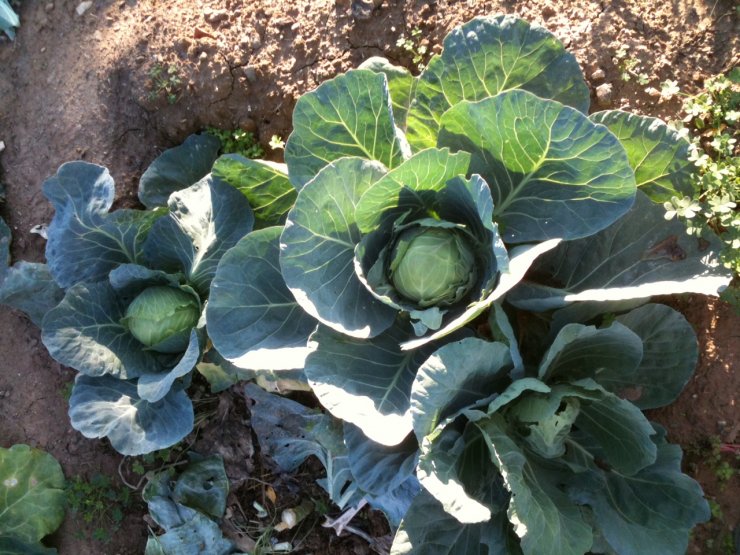 Τα λαχανικά του φθινοπώρου