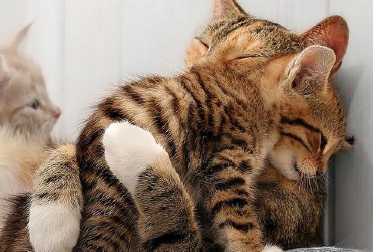 Συγκλονιστικό: Η μητρική αγάπη δεν έχει όρια! [βίντεο]