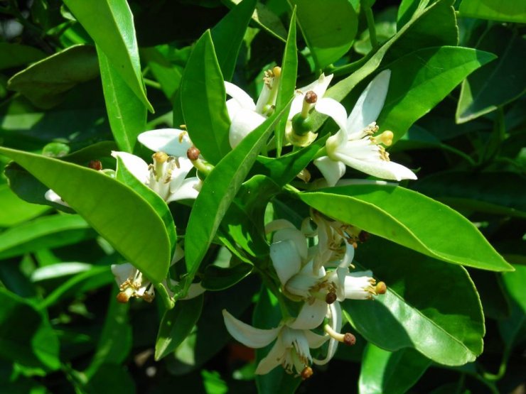 Τα βότανα που σου κόβουν την όρεξη 