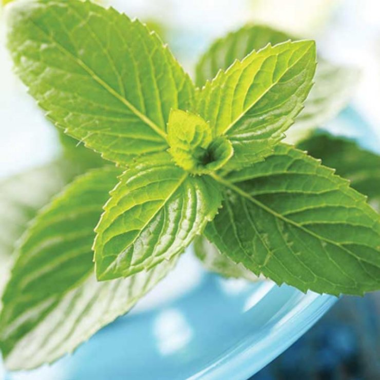 Πρησμένα πόδια; Η λύση βρίσκεται στη… μέντα!