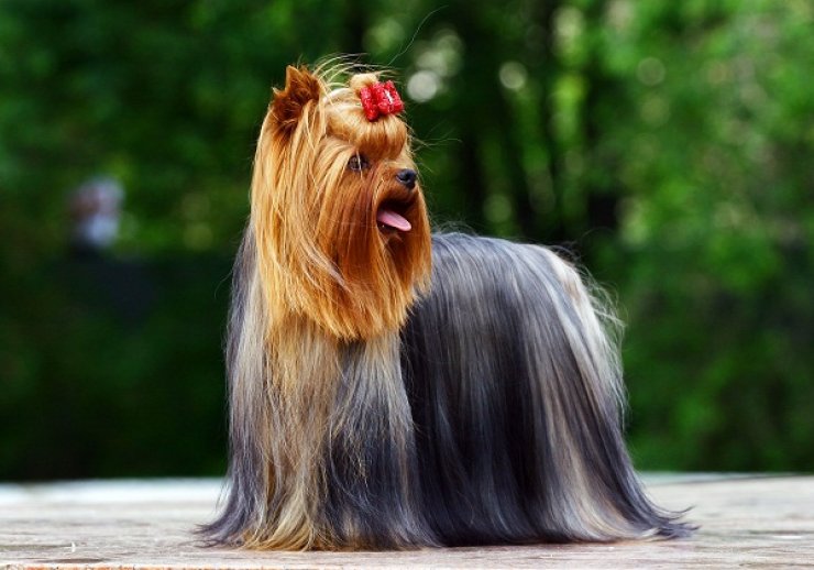 Καλλιστεία σκύλων