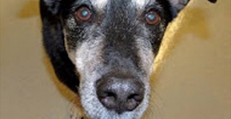 Φράνκι: Ο σκύλος που κάνει διάγνωση καρκίνου καλύτερα και από τους γιατρούς