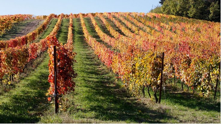 Πέντε κυπριακά οινοποιεία μας ανοίγουν τις πόρτες τους το weekend